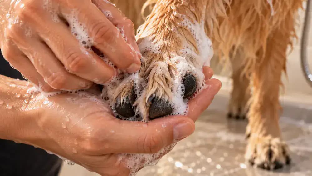 Close-up of a dog's soapy paw resting on an owner's open palm while the owner gently cleans between the toes in a shower.